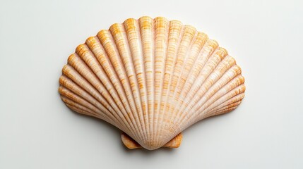 Intricate Seashell on White Background A Detailed Close Up