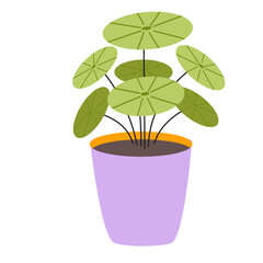 Illustration of UFO Plant. Chinese Money Plant.
