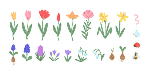 Spring Garden Collection. Hand Drawn Illustration of Daffodil, Tulip, Muscari and Crocus and Insects.