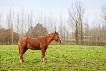 Fototapeta premium Beautiful brown horse on meadow