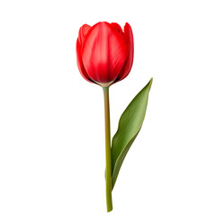 Obraz premium Bright red tulip blooming with a long green stem against a simple background during springtime