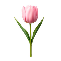 Fototapeta premium Soft pink tulip with delicate petals stands tall against a neutral backdrop in springtime bloom
