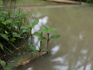 Green plants grow on the edge of a small river