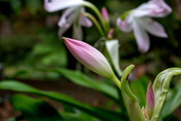 Bud of Amaryllis in a park, Madeira, Portugal