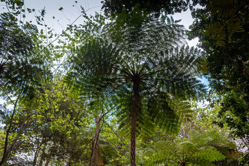Greenery in a Botanical garden, Monte, Funchal, Madeira