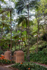 Naklejka premium Greenery in a Botanical garden, Monte, Funchal, Madeira