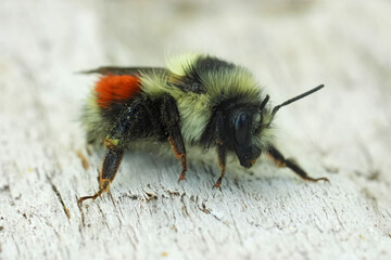 Natural closeup on a Black-tailed bumble bee , Bombus melanopygus in Coos County, Oregon