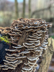 Fungal Fan on a Fallen Log