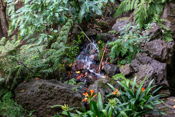 Greenery in a park, Monte, Funchal, Madeira