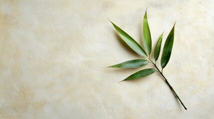 A single bamboo leaf isolated on a light, textured background for minimalistic appeal.