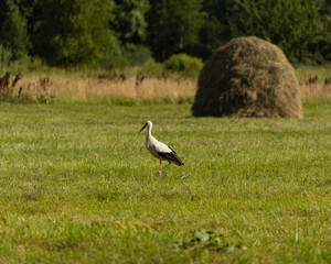 crane on the hunt in the field