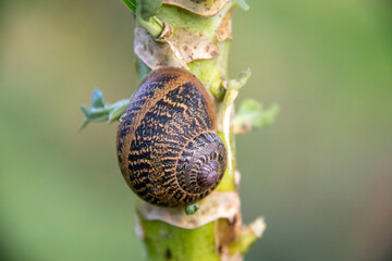 Um caracol a descaçar