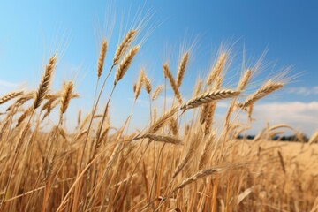 Fototapeta premium Ripe wheat stalks waving in the wind against a clear blue sky, representing a bountiful harvest and agricultural prosperity