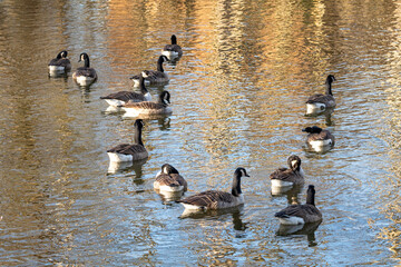 country goose and geese swimming
