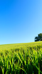 Fototapeta premium low angle shot of lush green field under clear blue sky wide background banner, flat papercut style. isolated with white shades