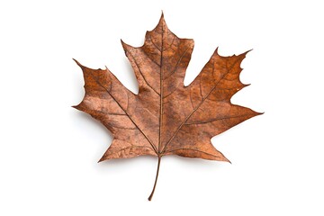 Naklejka premium Minimalist Style: Autumn Maple Leaf with Clean Edges
