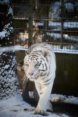 The White Tiger is a leucistic morph of the tiger