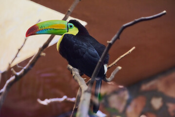 Toucan bird on a branch with a big colorful beak