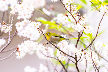 Japanese White-Eye