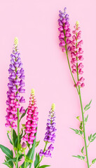 Obraz premium Summer background floral banner with lupins. Bouquet on pink background. Pink and purple lupine flowers. Summer wildflower. Lupines of different colors, vibrant. isolated with white shades