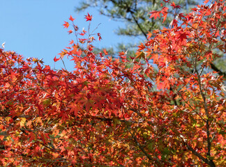 red maple leaves
