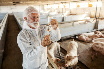 Professional old veterinarian with syringe preparing vaccine and injection for curing pigs in pen.