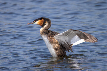 great crested grebe