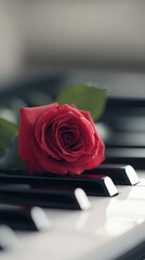 Red rose lies on a piano keyboard, blurred background, use for romantic events.
