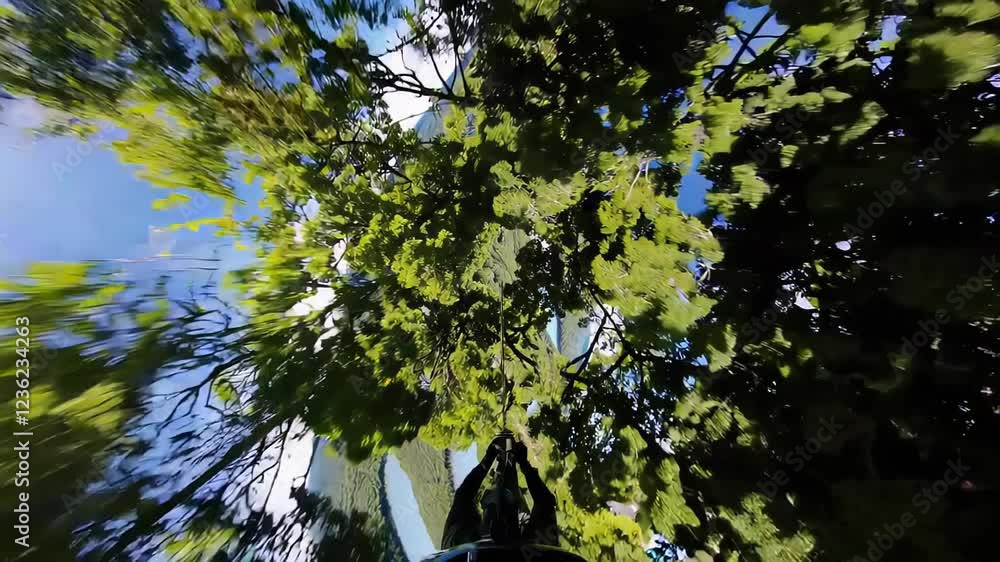 Poster dynamic upward view of acer (maple) tree leaves with sunlight filtering through, creating a contrast