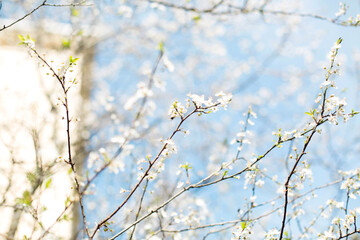 Spring branches with delicate white blossoms against a soft blue sky, symbolizing renewal and nature's awakening. Bright sunlight enhances the fresh green leaves and airy atmosphere