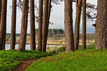 trees in the woods in Poole - Dorset - Bournemouth -united kingdom