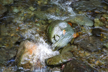 Landscape Clear water flows over a bed of smooth, colorful pebbles in a shallow stream.
