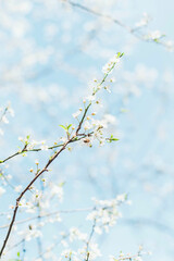 Spring blossom on a thin branch against a soft blue sky, symbolizing renewal and purity. Sunlight enhances delicate white petals and fresh green leaves, creating a dreamy atmosphere, vertical photo