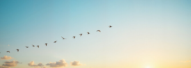 Obraz premium Bird migration at sunset with flying birds in the sky