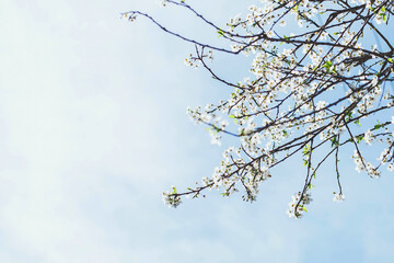 Blooming tree branches with delicate white flowers against a soft blue sky, creating a sense of freshness and tranquility. The empty space allows for text placement, making it ideal for designs