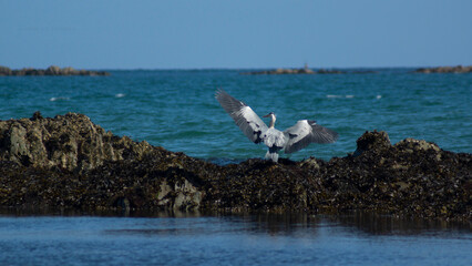 Grey Heron in Flight