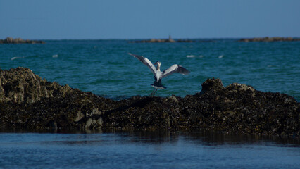 Grey Heron in Flight