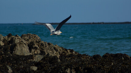 Grey Heron in Flight