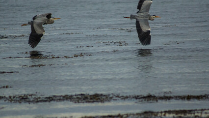 Grey Heron in Flight