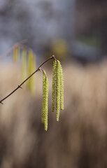 Common hazel tree (Corylus avellana)