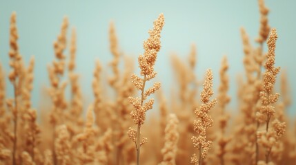 Fototapeta premium Golden Grains on a Soft Blue Background Capturing Nature's Beauty