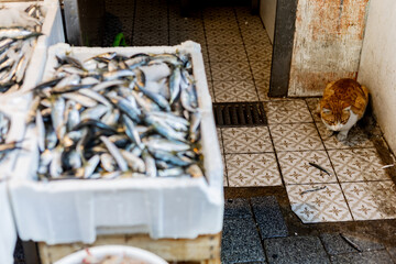 Ginger stray cat eating anchovies at a street fish market in Izmir, Turkey