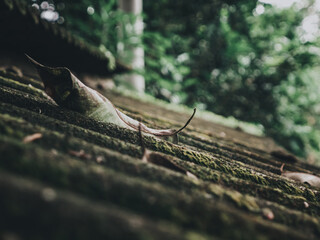 Autumnal Still Life: Fallen Leaf on Green Moss