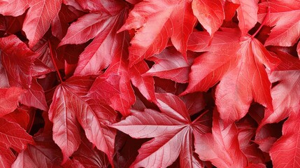 Autumn red leaves background texture, nature fall foliage