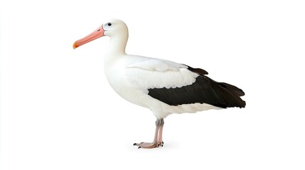 Elegant seabird with striking black and white plumage profile