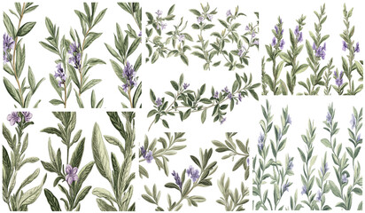 Muted green leaves with delicate purple flowers, 1815 Rosemary, vintage engraving style, intricate textures, botanical illustration, floral art, antique design, historical engraving, nature print.