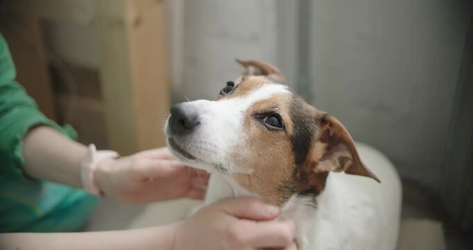 Person lovingly and gently pets the head of dog, clearly showcasing their deep affection and care for it