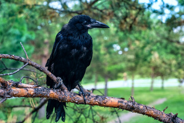 A black rook chick sits on a tree branch...