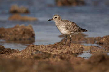 Grey plover or Black-bellied plover - Pluvialis squatarola large wader bird breeding in Arctic regions, long-distance migrant, with a nearly worldwide coastal distribution when not breeding
