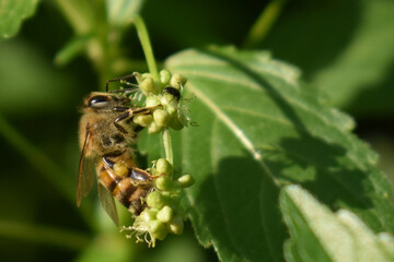 bee on a flower